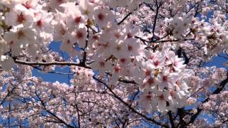 viewing cherry sakura japan blossom