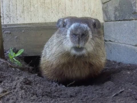 how to rodent proof a shed doovi