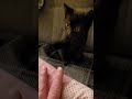 Katzenbabys - Der schwarze Kämpfer :-)