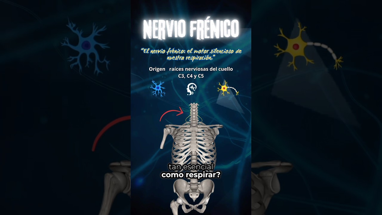 Nervio frénico