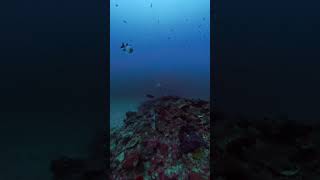Emperor, Grouper and Soldierfish |#fish #underwater #shorts