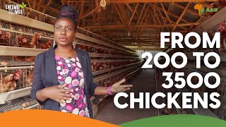 Growing from 200 Chickens to 3500 birds producing 530 egg trays a week | Msingi Poultry Farm
