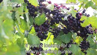 There are several different types of muscadine varieties to choose
from. dr. eric stafne, msu extension fruit specialist, recommends his
top three ...