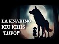 La Knabino kiu Kriis "Lupo!"