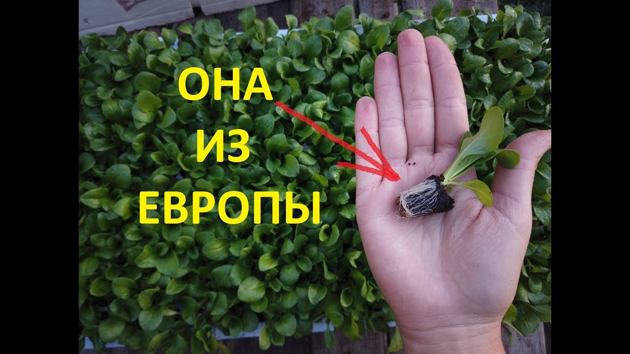 Импортная Рассада Цветов. НОВИНКИ!!! Цены! - YouTube