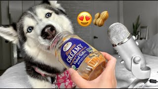 My Husky Eating Peanut Butter! 😍 ASMR (SO RELAXING!)