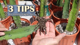 3 tips on how to soil root Dragon Fruit  100% Success