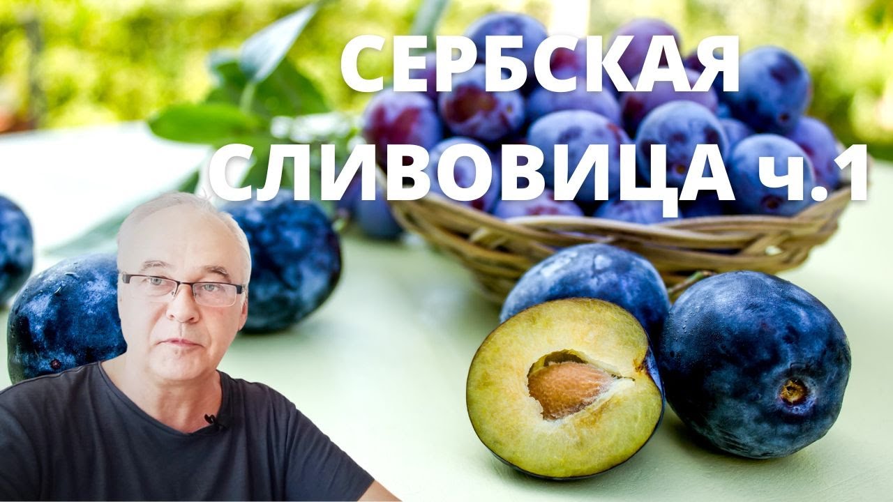 Сербская ракия Сливовица - оригинальный рецепт. Часть 1. Ставим брагу ...