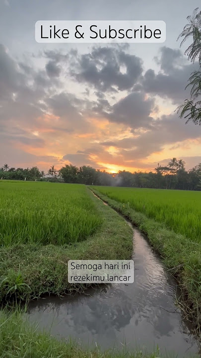 Sunrise di pagi hari 🌅 🌱🌿#shortsvideo #viral #beach #sunrise #sunset