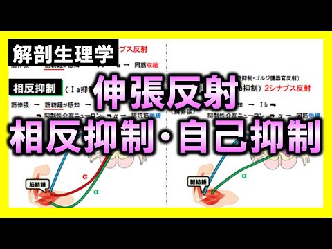 【解剖生理学（感覚器系）】伸張反射・相反抑制・自己抑制
