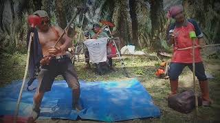 Viral penerbas kebun sawit sedang konser