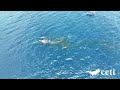 Video 07 Project CETI