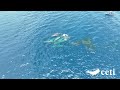 Video 07 Project CETI