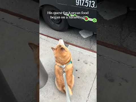 My Shiba loves Korean food #shibainu #koreanfood #foodtruck #shorts