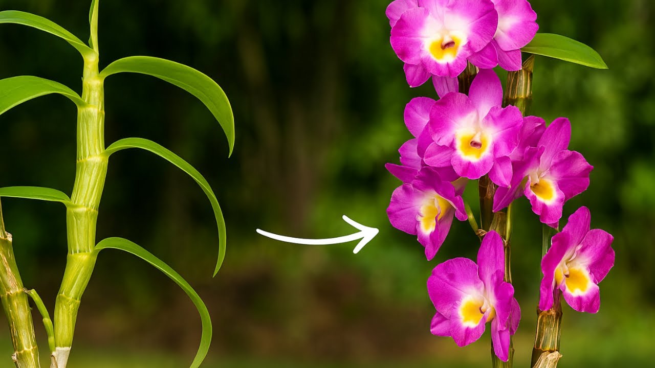Дендробиум Нобиле – Как ускорить цветение?