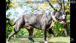 Mi Perro el Malevo (Remasterizado) (2025) (Argentino Luna)