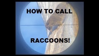 Calling All Coons! Daytime Raccoon Calling -- What We Have Learned-- How To