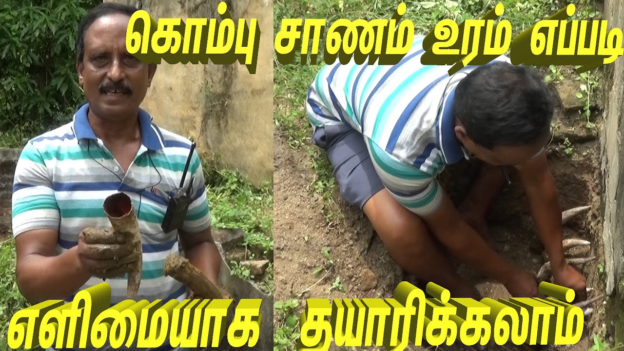 கொம்பு சாணம் உரம் 1 ஏக்கருக்கு 50 கிராம் போதும் என்கிறார் இந்த இயற்கை விவசாயி