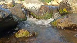 Your Mind Needs This | Gentle River Sounds for Sleep & Relaxation