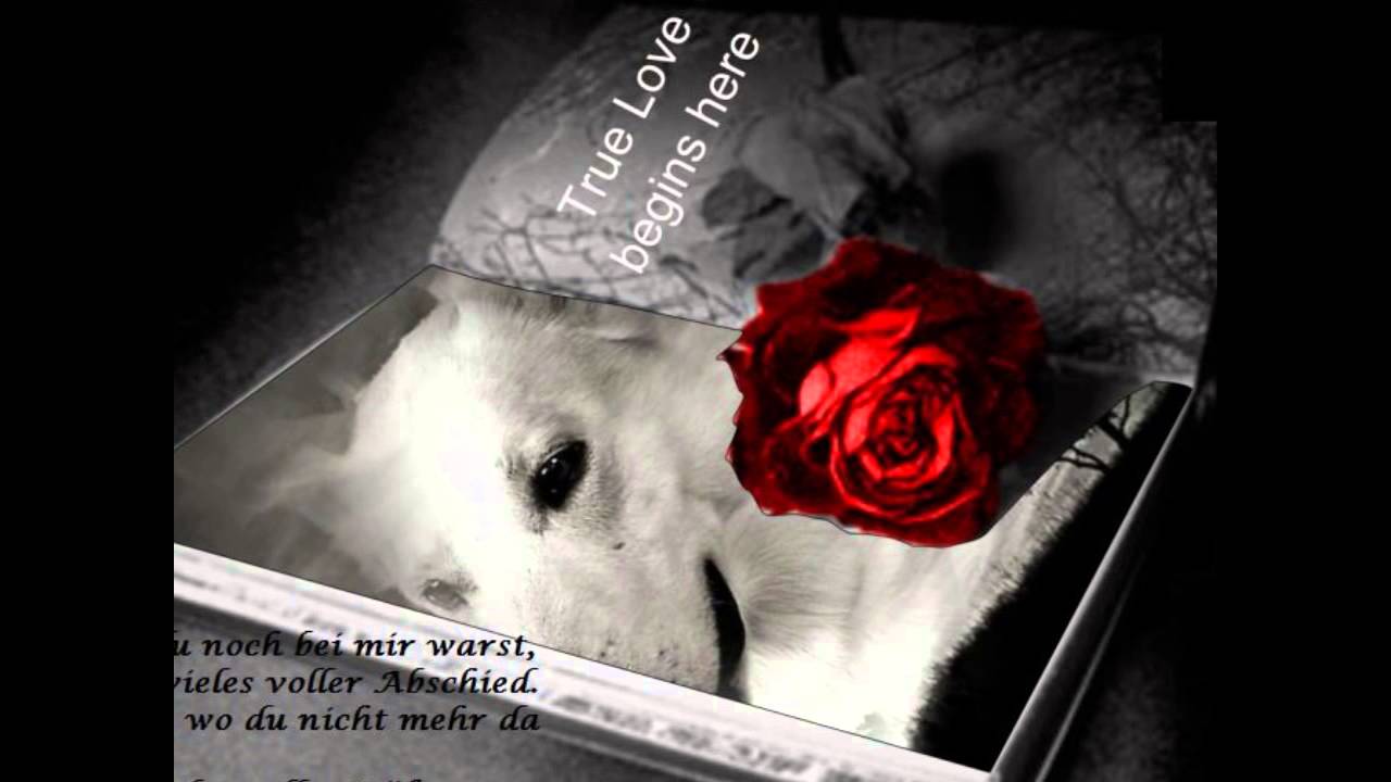 Regenbogenbrücke....In Memoriam Tommy