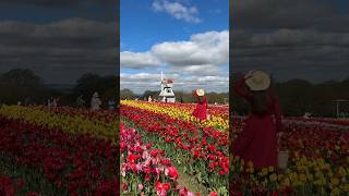 🌷This is NOT NETHERLANDS, this is UK! 🌷 #travel #shortsvideo