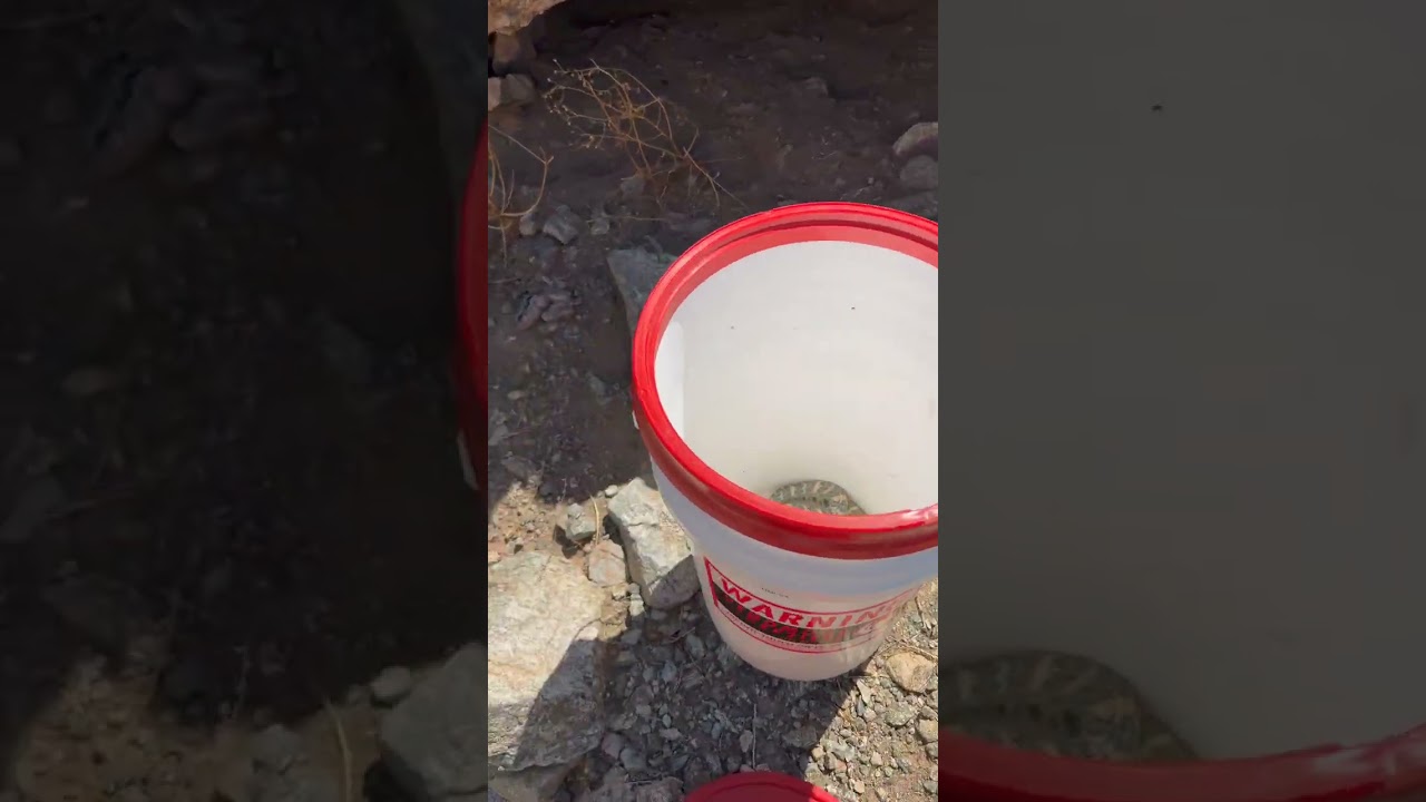 A Speckled Rattlesnake gets a lift to the right kind of release site for these animals. If we were t
