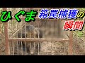 そのひぐま狂暴につき! 箱罠の捕獲瞬間映像あり! 最終章