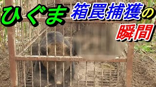 そのひぐま狂暴につき!　箱罠の捕獲瞬間映像あり!　最終章