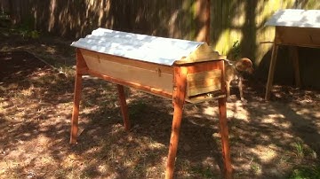 First Top Bar Hive...Hives! - 019 - Queenless Split