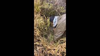 Simple Countryside Life, Wild Outdoor Exploration Live Stream