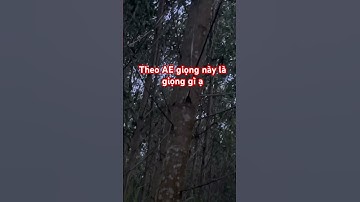 Theo các cao nhân giọng này là giọng gì ạ #garung #mientay #dongvat #chicken #rooster #parrot