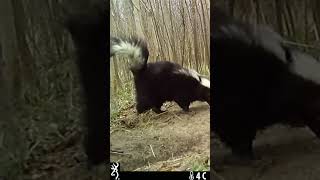 A skunk jumps back after smelling fox at the #DairyBushFoxDen. Who is the stinky one?