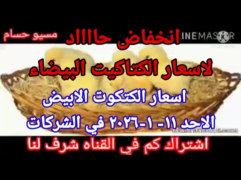 سعر الكتكوت اسعار الكتاكيت اليوم الاحد 11 1 2026 في جميع الشركات في مصر