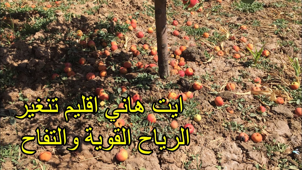 شاهد مافعلته الرياح القوية بمحصول التفاح بجماعة ايت هاني اقليم تنغير