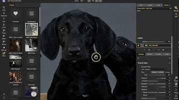 Chasing Frames Episode 08 - Rescue Puppies After the Shot