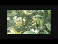 Final Fantasy VII - Safe and Sound
