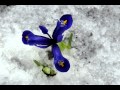 Юля Шатунова -  Весенний Снег