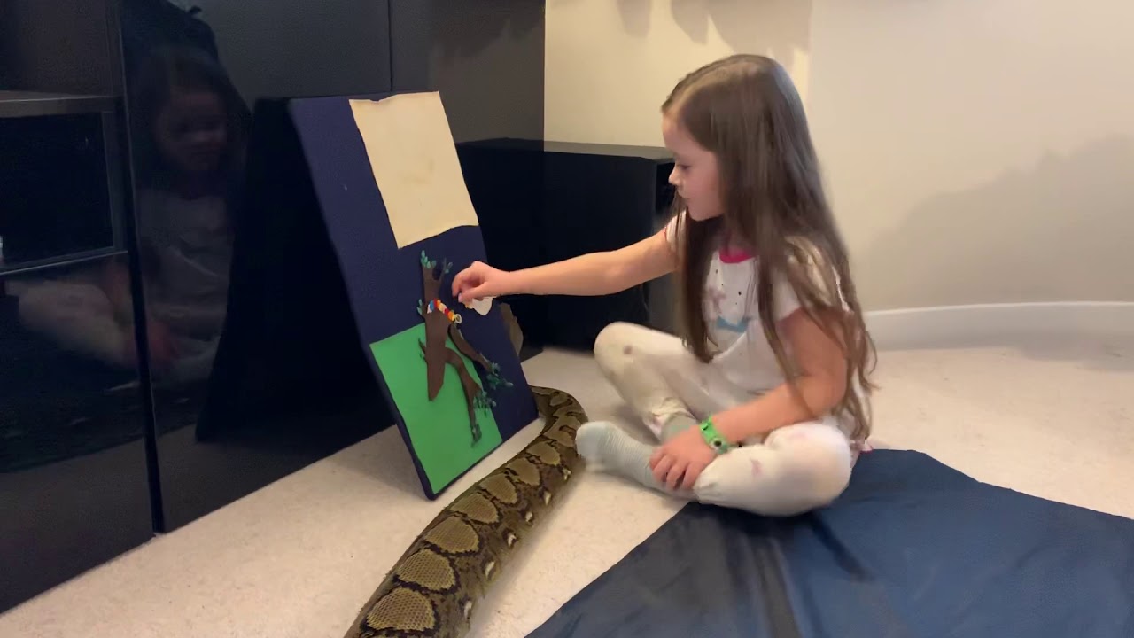 15ft Reticulated Python shows no respect to felt board story time ...