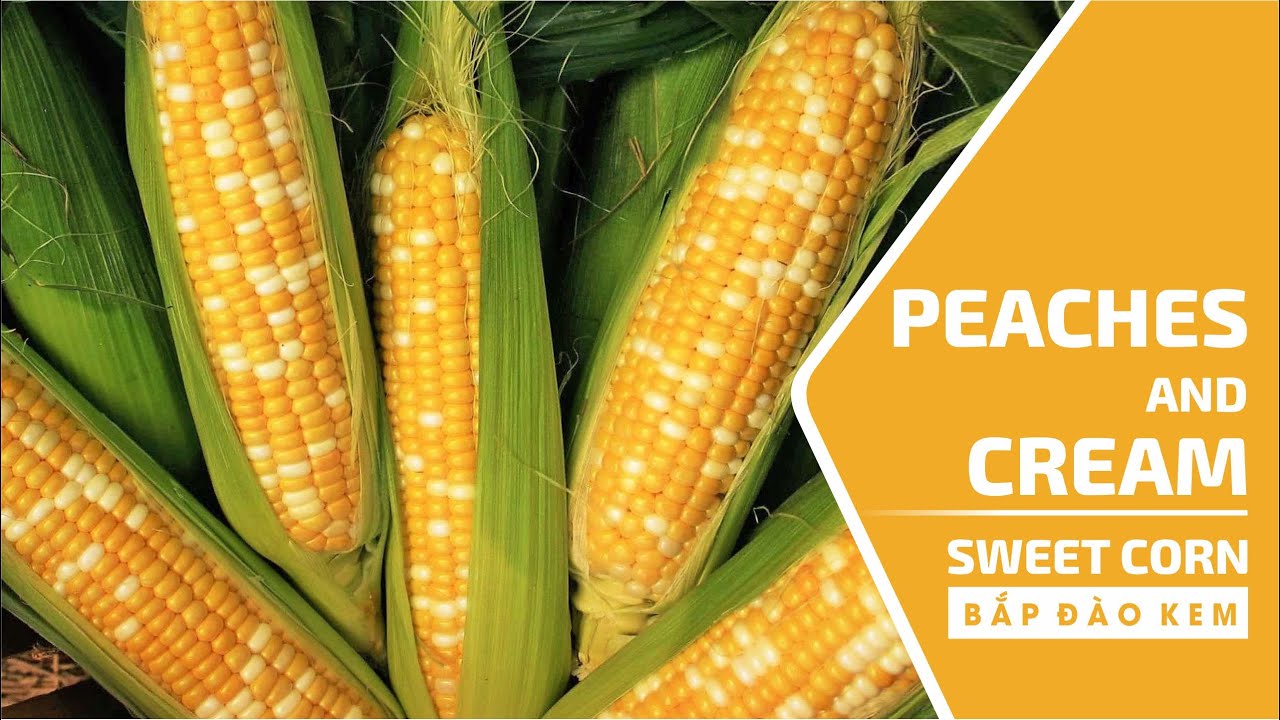 Peaches and Cream Sweet Corn Bắp Ngọt Đào Kem YouTube