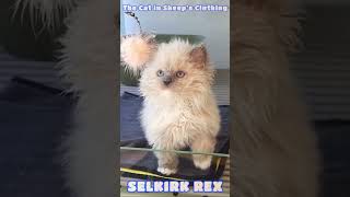 The cat in sheep's clothing  SELKIRK REX #selkirkrex  #amazingfacts