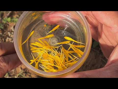 طريقة عمل زيت القرطم الصوفي للبشرة و الشعر في المنزل
