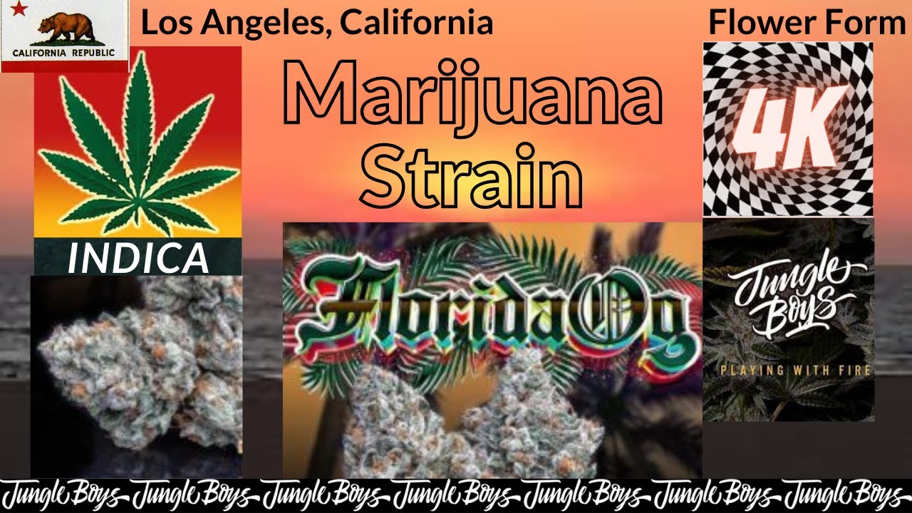Florida OG Marijuana Strain Details & Top Picked Pictures “Jungle Boys Genetics”