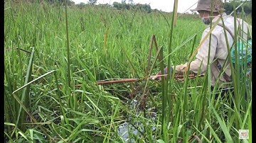 Kích Cá, Săn Cá Chuối Hoa Và Cá Trê Vàng Trong Đầm Cỏ Rậm