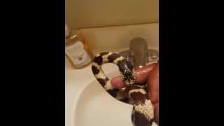 Xemnas is hungry. if you own a snake, especially kingsnake, expect
this to happen at least once. mostly due the strong feeding instinct
o...