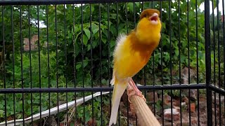 Kenari Warna Bon Simetris Ngawet Gacor Panjang | Audio Kenari Paud