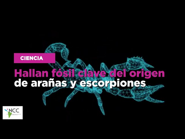 Hallan fósil clave del origen de arañas y escorpiones