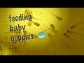 Feeding baby guppies