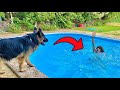 شوفو رده فعل الكلب لما شاف صاحبه يغرق | مقلب الغرق