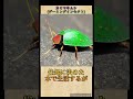 見た目がロボットすぎる昆虫3選🤖🐞#shorts #かぎあな紹介
