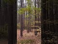 Doing a little scouting in the tall timber #deerhunting #whitetail #scrape #deerseason #hunting